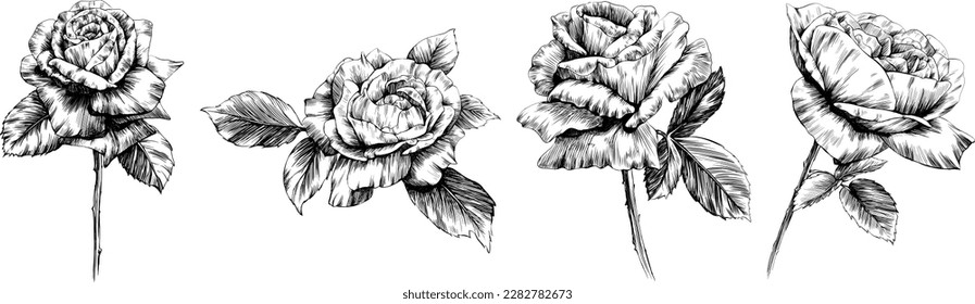 Roses flowers isolated on white. hand drawn vintage illustration.