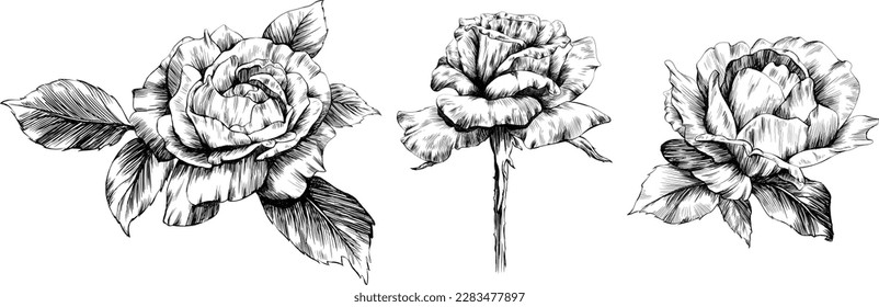 Roses flowers isolated on white. hand drawn vintage illustration.