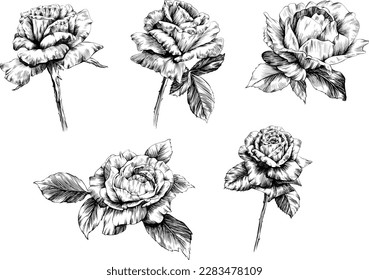 Roses flowers isolated on white. hand drawn vintage illustration.