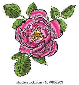Roses flowers open head buds and green leaves. Isolated on white background. Vector.