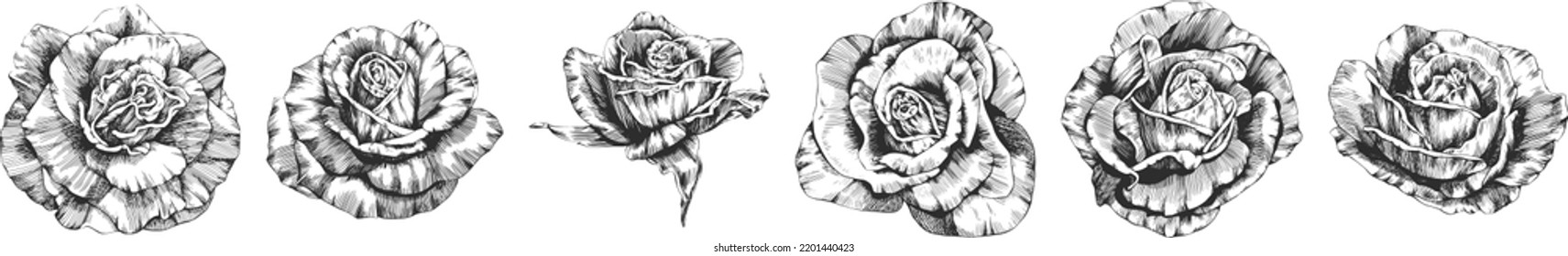 Roses flowers outline vector. Hand drawn.