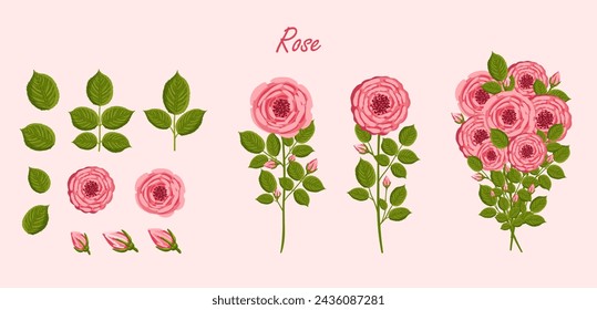 Roses flowers set. Floral plants with pink petals. Botanical vector illustration on isolated background.