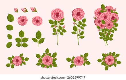 Roses flowers set. Floral plants with pink petals. Botanical vector illustration on isolated background.