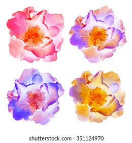 Roses flowers. Set of vector isolated illustration, EPS10.