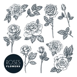 Roses Flowers Set, Vector Sketch Illustration. Hand Drawn Floral Nature Design Elements. Rose Blossom, Leaves And Buds Isolated On White Background.