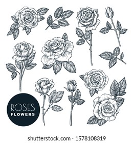 Roses flowers set, vector sketch illustration. Hand drawn floral nature design elements. Rose blossom, leaves and buds isolated on white background.