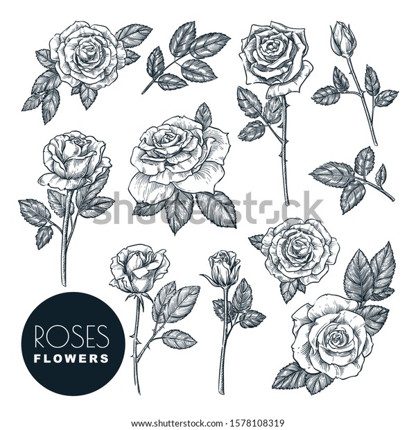 バラの花セット ベクタースケッチイラスト 手描きの花柄の自然デザインエレメント 白い背景にバラの花 葉 芽 のベクター画像素材 ロイヤリティフリー