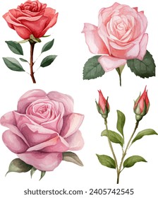 roses flowers watercolor isolated on white background