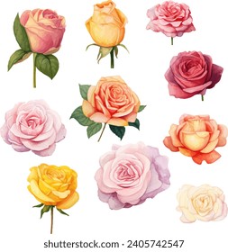 roses flowers watercolor isolated on white background