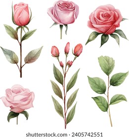 roses flowers watercolor isolated on white background