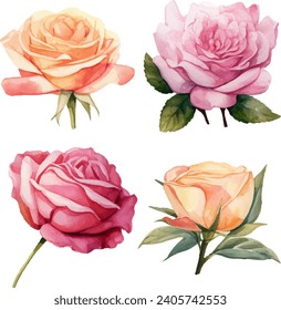 roses flowers watercolor isolated on white background