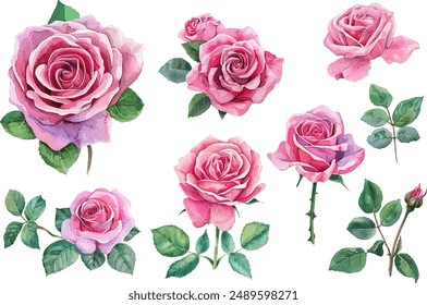 Rosen Blumen Aquarell Set. Kollektion von rosa Rosen