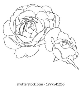 Roses. Garden flowers close-up on a white background. Material for printing or laser cutting. Contour drawing, vector graphics.