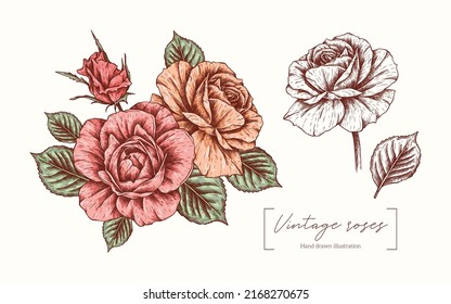 Roses graphic illustration isolated on white background. Vintage roses, rosebud and leaves in engraving style. Vector hand drawn for design, packaging, card, poster, textile