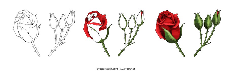 Roses hand drawing and colored to red with shadows. A blossoming rosebud flower with leaves. Vector element illustration.