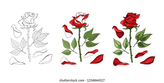 Roses hand drawing and colored to red with shadows. A blossoming rosebud flower with leaves. Vector element illustration.