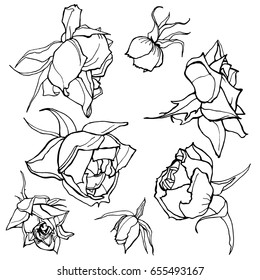 Roses hand drawing vector illustration outlines of flowers realistic botanical drawing set
