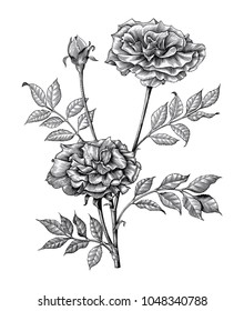 Roses hand drawing vintage engraving illustration on white background