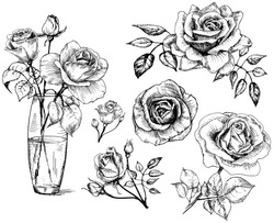  Roses. Hand Drawn Flower Set