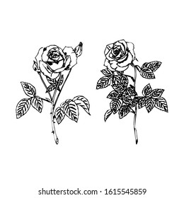 Roses. Hand drawn flower set. Rose silhouettes vector illustration