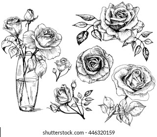  Roses. Hand drawn flower set