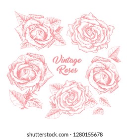Roses hand drawn vector illustration. Black and white rosebuds ink pen cliparts. Floral outline drawings set. Flower sketches with vintage roses lettering. Isolated floral engraving design elements