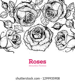 Roses hand drawn vector illustration. Vintage sketch design. Roses and leaves illustration. Flower vintage design. Wedding print.