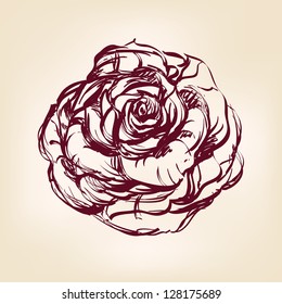 roses hand drawn vector llustration realistic sketch
