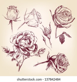 roses hand drawn vector llustration realistic sketch set