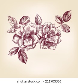 Roses dibujo a mano Llustración vectorial esbozo realista