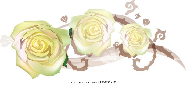roses isolated on white background