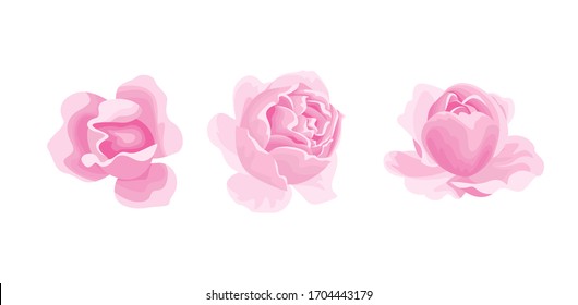 Rosas aisladas sobre fondo blanco. Dibujo vectorial de tres cabezas de flores rosas en estilo plano de caricatura. Iconos florales. 