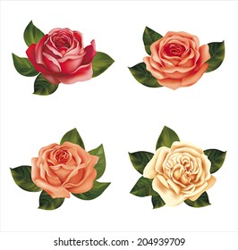 Rosas aisladas en blanco. Ilustración vectorial.