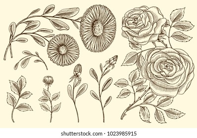 Roses with leaves and buds, herb medicinal chamomile. Wedding botanical flowers in the garden or spring plant. design for card. Vector illustration. engraved hand drawn in old victorian sketch.
