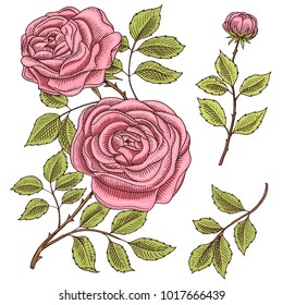 Roses with leaves and buds. Wedding botanical flowers in the garden or spring plant. ornament or decor. design for card or floral shop. Vector illustration. engraved hand drawn in old victorian sketch