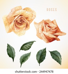 Roses and leaves, watercolor, can be used as greeting card, invitation card for wedding, birthday and other holiday and  summer background.  Vector illustration. 