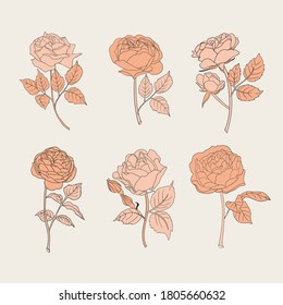 Roses line art. Flower vector icons. Linear roses, isolated nature elements for labels, logo. Vector garden flowers set, coloring elements. 