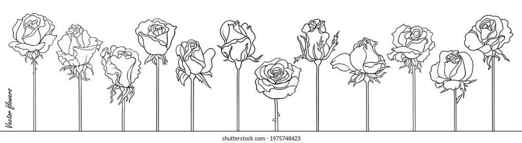 Roses line art vector hand drawn set. Minimalistic sketchy decorative flowers. 