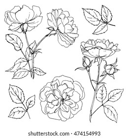 Roses line drawn on a white background. A set of garden flowers. Shrub roses in bud