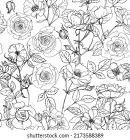 Roses line pattern Flowers white drawn on a white background. Vector sketch of flowers. 