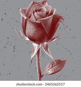 roses on a gray background Old engraved rose, rose vector, vintage engraved illustration, rose graphic art.