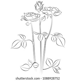roses on white background