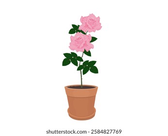 Roses on a white background.