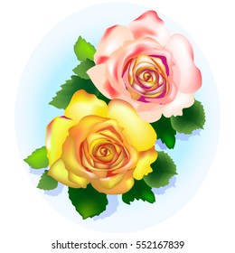 roses on a white background