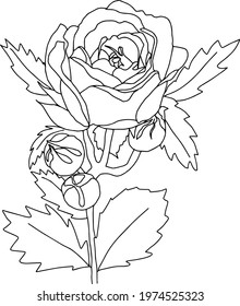 roses open and closed buds with leaves and branches black and white isolated vector hand illustration