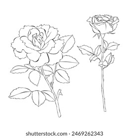 Roses outline hand drawn vector illustration on white backgroung