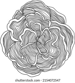 Conjunto de vectores de contorno de rosas. Flores abstractas dibujadas a mano.
