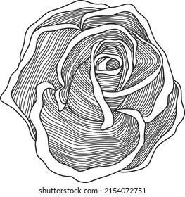 Roses Rahmenvektorsatz. Abstrakte Blumen, handgezeichnet.
