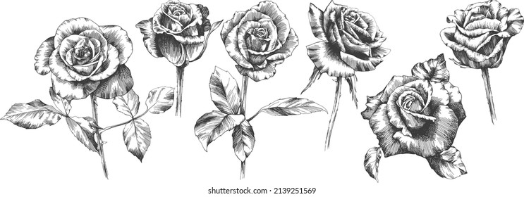 Roses outline vector set. Flowers hand drawn.