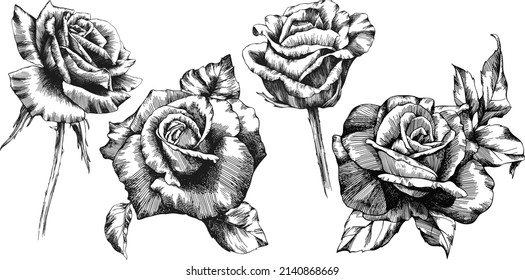 Roses outline vector set. Flowers hand drawn.